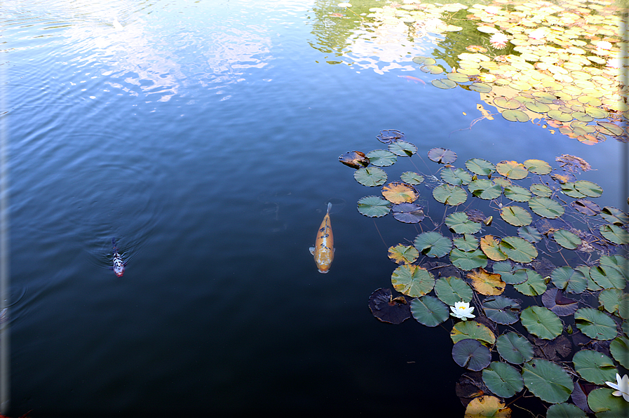 foto Giardini Trauttmansdorff - Giardini acquatici